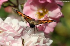 Kleiner Fuchs (Aglais urticae) im Garten