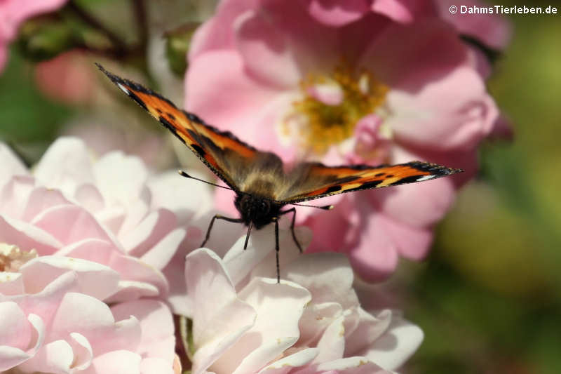 Aglais urticae