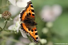 Kleiner Fuchs (Aglais urticae) im Garten