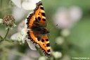 Aglais urticae