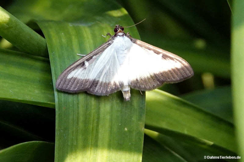 Buchsbaumzünsler
(Cydalima perspectalis) Cydalima perspectalis