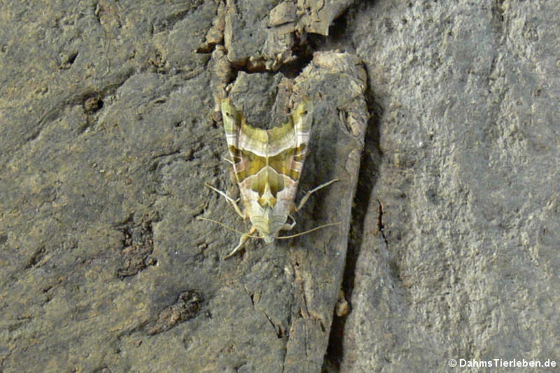 Achateule (Phlogophora meticulosa)