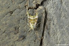 Achateule (Phlogophora meticulosa) im Garten