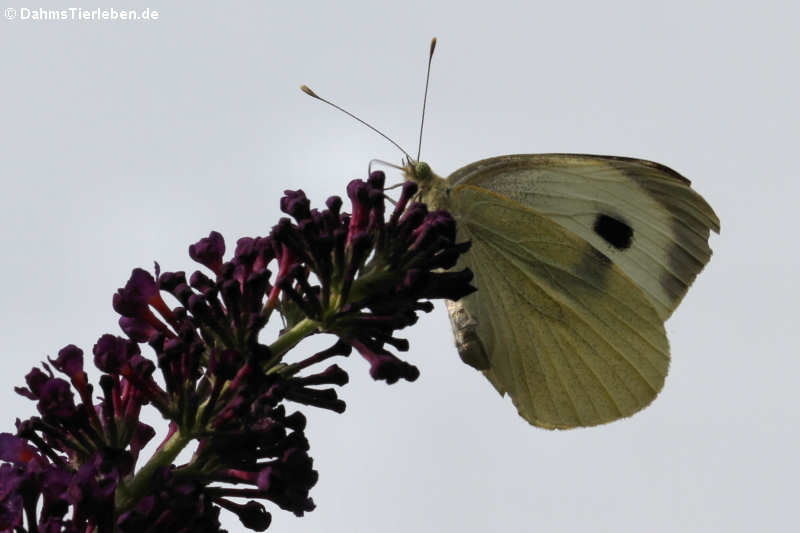 Großer Kohlweissling (Pieris brassicae)