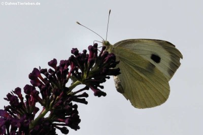 Grosser Kohlweissling (Pieris brassicae)