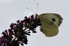 Großer Kohlweissling (Pieris brassicae) im Garten