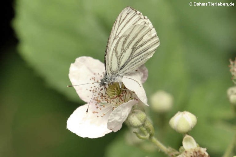 Pieris napi