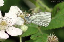 Rapsweißling (Pieris napi) im Garten