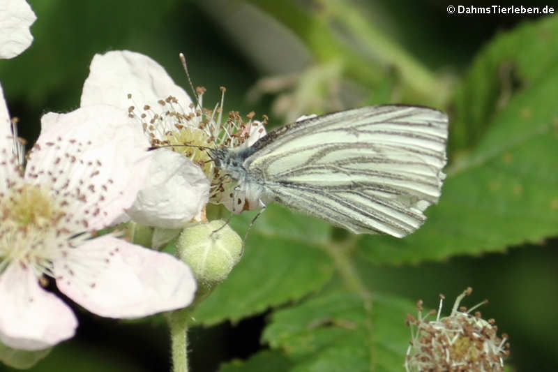 Rapsweißling oder Grünader-Weißling (Pieris napi)