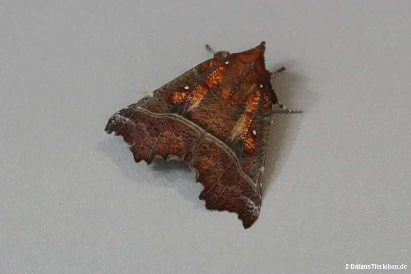 Scoliopteryx libatrix-1