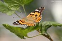 Vanessa cardui