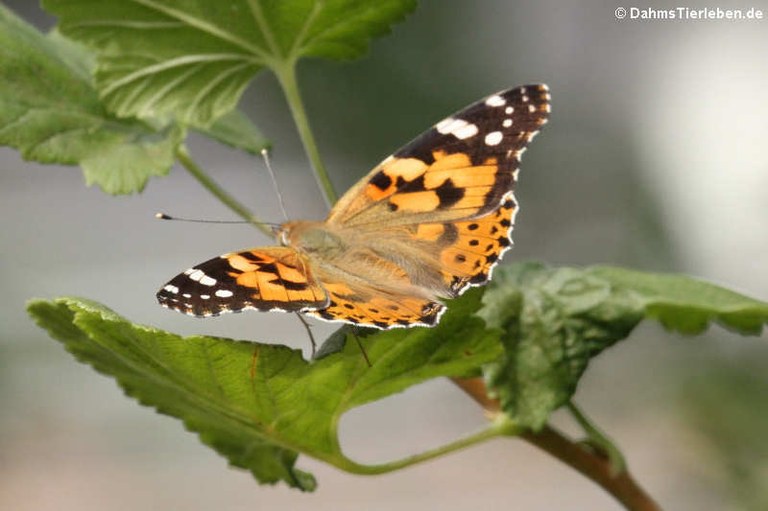 Vanessa cardui