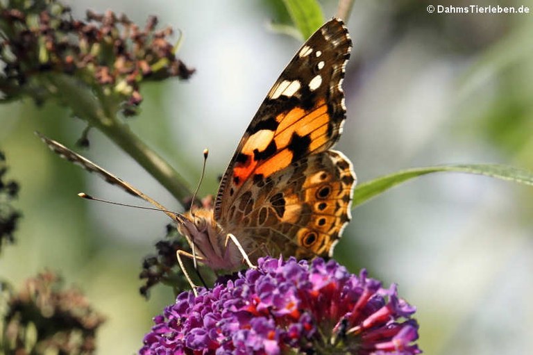 Vanessa cardui