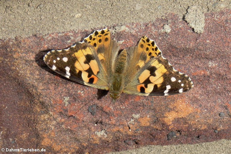 Vanessa cardui