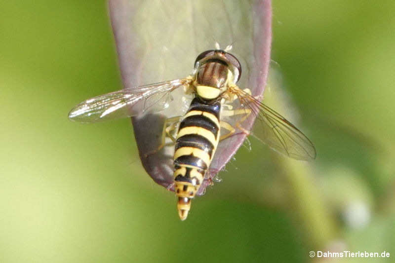 Sphaerophoria scripta