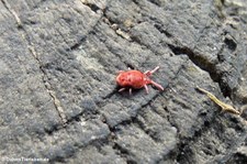 Rote Samtmilbe (Trombidium holosericeum) im Garten