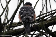 Sperber (Accipiter nisus nisus) im Garten