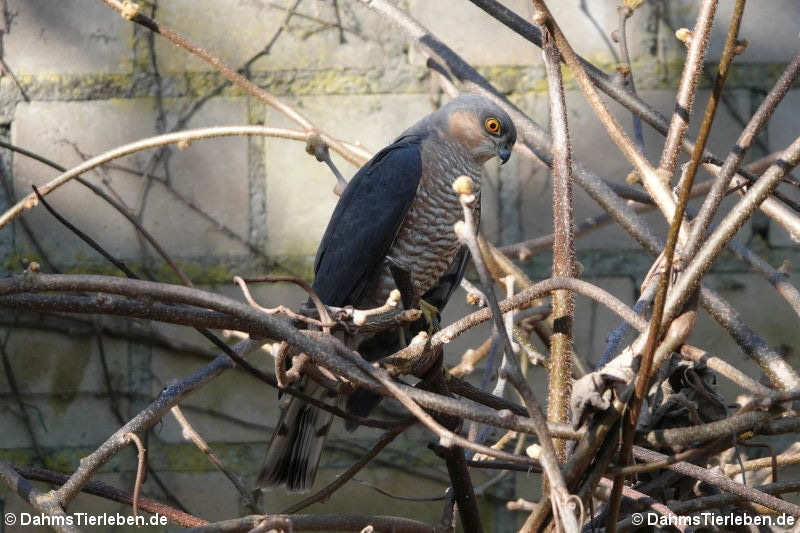 Accipiter nisus nisus-3