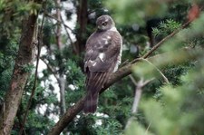 Sperber (Accipiter nisus nisus) im Garten