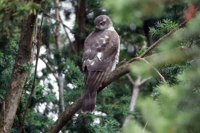 Sperber (Accipiter nisus nisus)