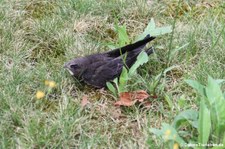 Mauersegler (Apus apus) im Garten