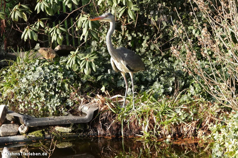 Graureiher (Ardea cinerea cinerea)