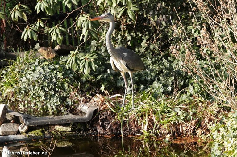 Ardea cinerea cinerea