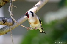 Stieglitz (Carduelis carduelis carduelis) im Garten