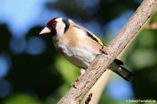 Stieglitz (Carduelis carduelis carduelis) im Garten