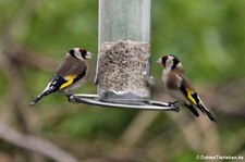 Stieglitze (Carduelis carduelis carduelis) im Garten