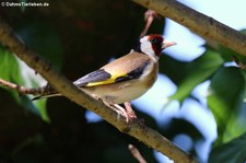 Stieglitz (Carduelis carduelis carduelis) im Garten