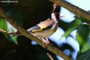 Carduelis carduelis carduelis