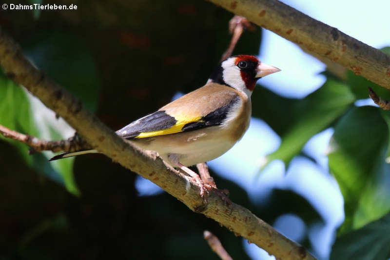 Stieglitz oder Distelfink (Carduelis carduelis carduelis)