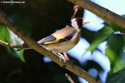 Stieglitz oder Distelfink (Carduelis carduelis carduelis)