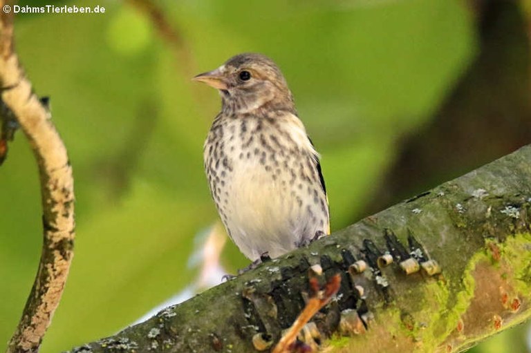 Carduelis carduelis carduelis