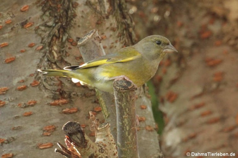 Chloris chloris