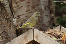 weiblicher Grünfink (Chloris chloris) im Garten