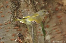 Chloris chloris-2