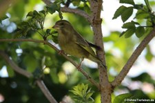 männlicher Grünfink (Chloris chloris) im Garten