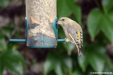 männlicher Grünfink (Chloris chloris) im Garten