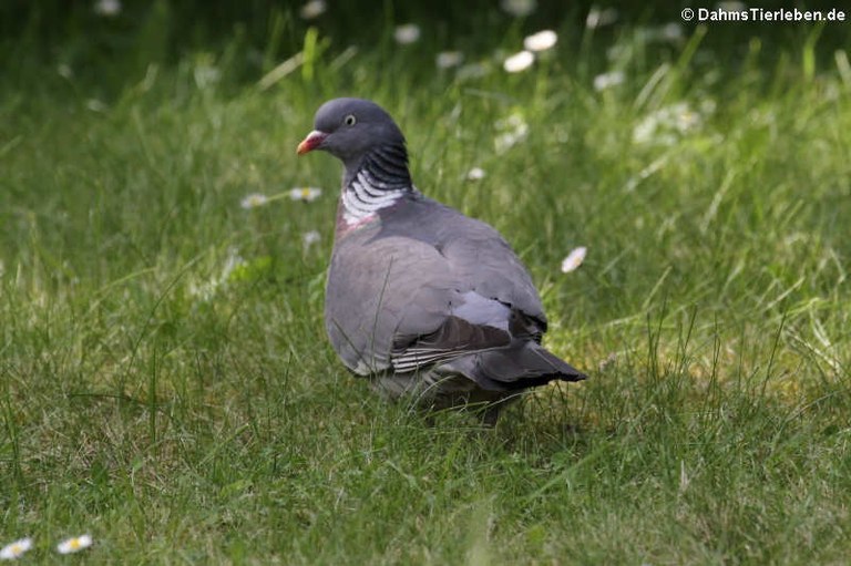 Columba palumbus