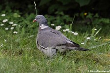 Ringeltaube (Columba palumbus palumbus) im Garten