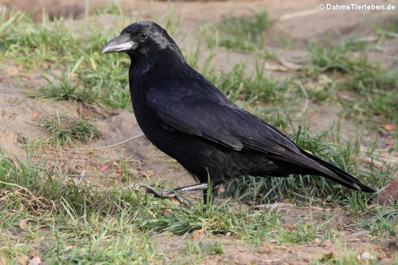 Rabenkrähe (Corvus corone corone)