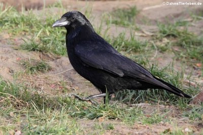 Rabenkrähe (Corvus corone corone)