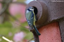 Blaumeise (Cyanistes caeruleus caeruleus) im Garten