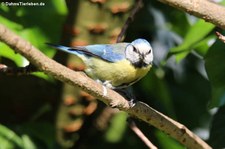 Blaumeise (Cyanistes caeruleus caeruleus) im Garten