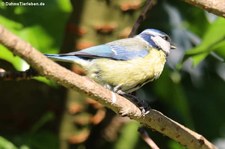 Blaumeise (Cyanistes caeruleus caeruleus) im Garten