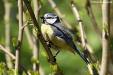 Blaumeise (Cyanistes caeruleus caeruleus) im Garten