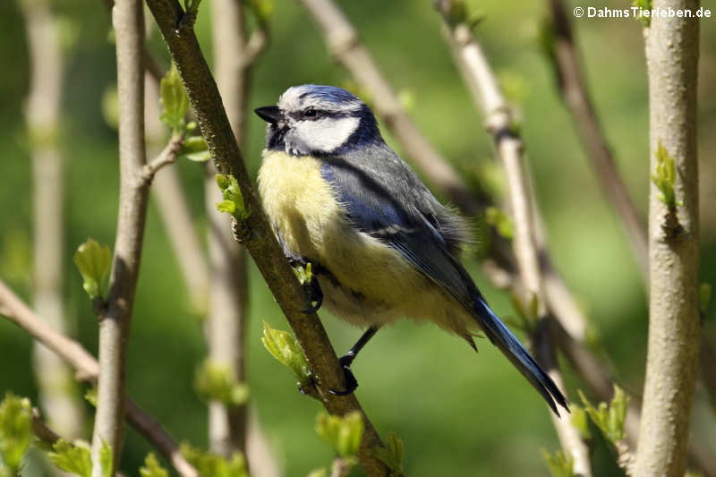 Blaumeise (Cyanistes caeruleus)