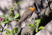 Rotkehlchen (Erithacus rubecula rubecula) im Garten